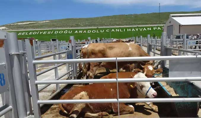 Erzurum'da 'kurbanlık oteli'