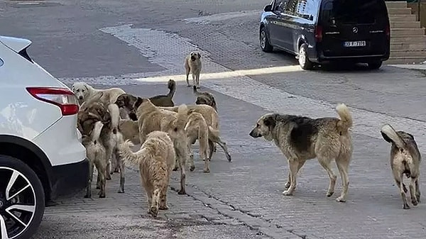 10 soru 10 cevap: İşte sokak hayvanları düzenlemesi!