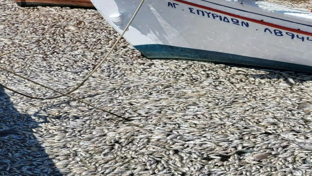 İzmir'den sonra Yunanistan'da: Balık ölümleri!