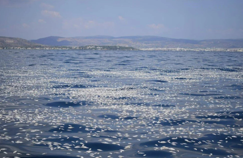 İzmir'den sonra Yunanistan'da: Balık ölümleri!