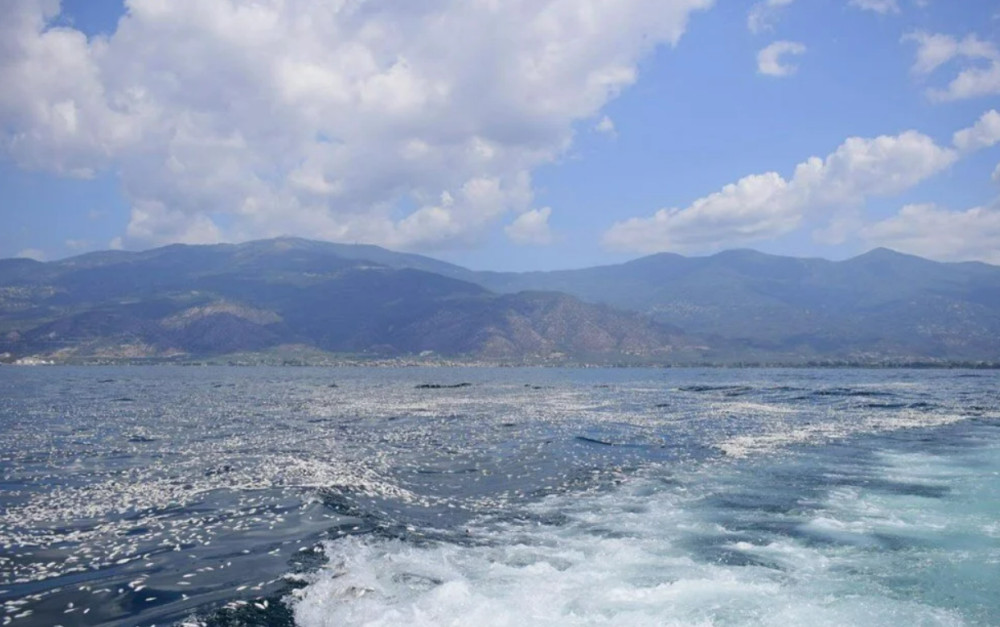 İzmir'den sonra Yunanistan'da: Balık ölümleri!