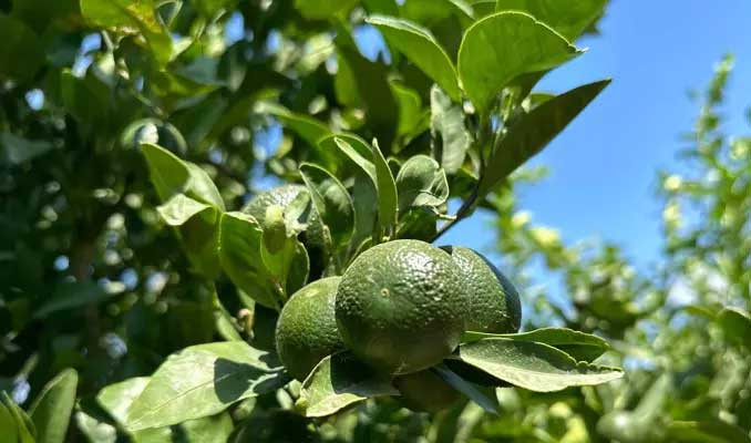 Limon hasadı başladı! Rekoltede yüzde 30'luk düşüş