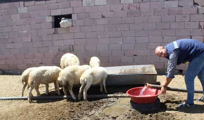 Bankacılığı bıraktı çoban oldu