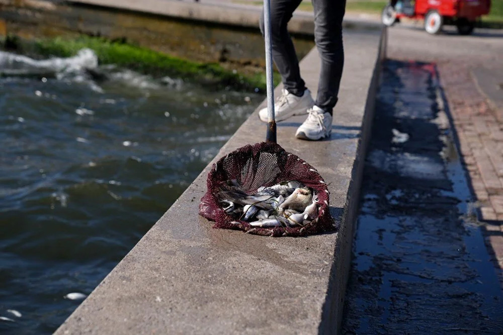 İzmir Körfezi'nde 50 kat fazla amonyak tehlikesi!