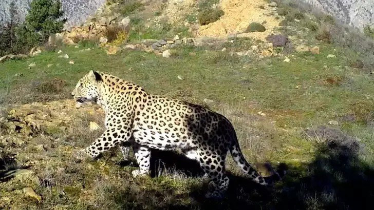 Anadolu'nun gizemli efsanesi fotokapanla görüntülendi