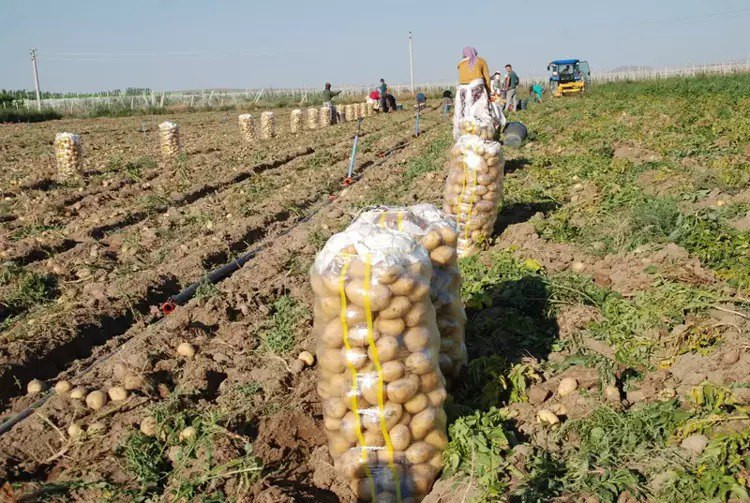 Patates fiyatları nasıl düştü?