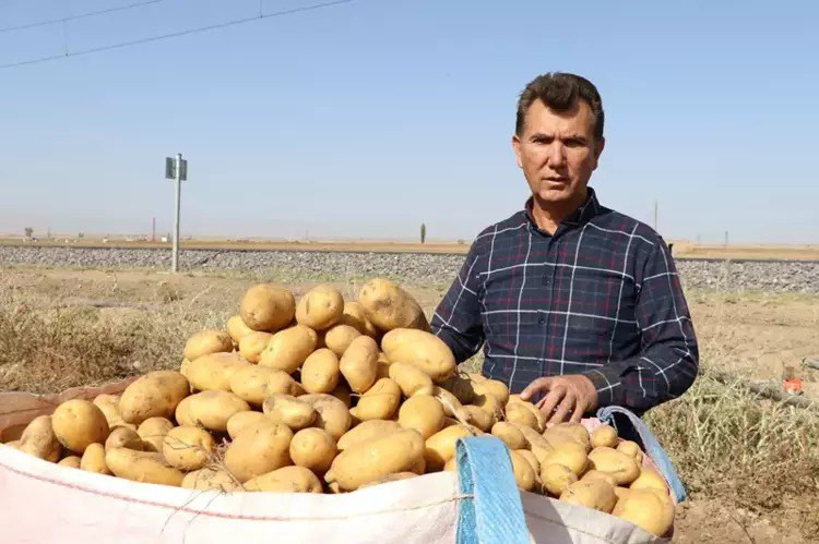 Patates fiyatları nasıl düştü?